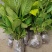【热卖】八仙花绣球花地栽苗现挖现卖高度40左右