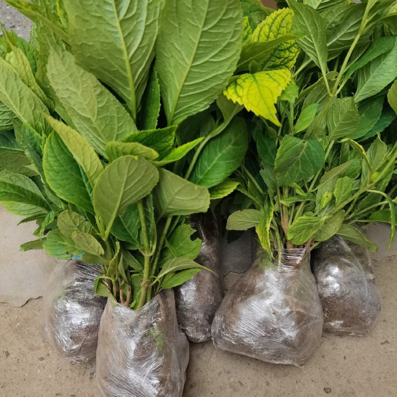 【热卖】八仙花绣球花地栽苗现挖现卖高度40左右