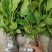 【热卖】八仙花绣球花地栽苗现挖现卖高度40左右