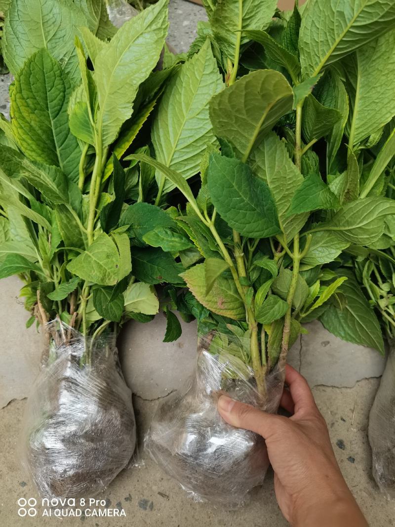 【热卖】八仙花绣球花地栽苗现挖现卖高度40左右