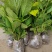 【热卖】八仙花绣球花地栽苗现挖现卖高度40左右