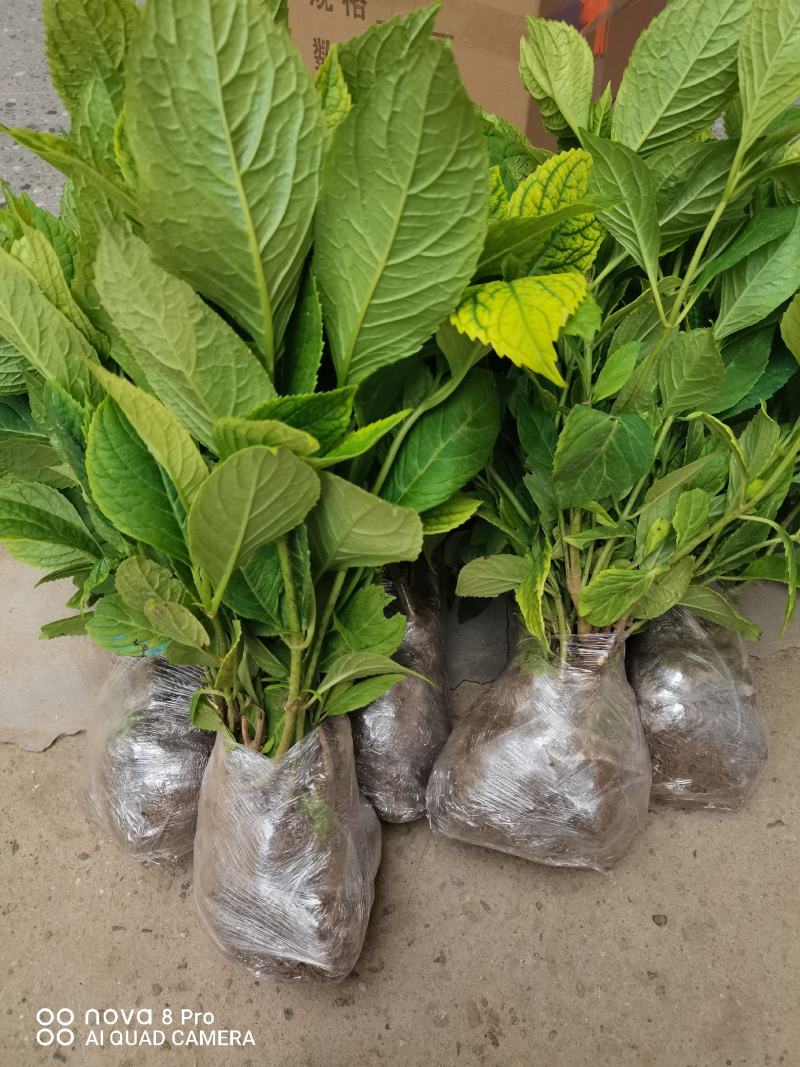 【热卖】八仙花绣球花地栽苗现挖现卖高度40左右