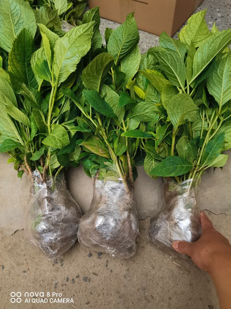 【热卖】八仙花绣球花地栽苗现挖现卖高度40左右