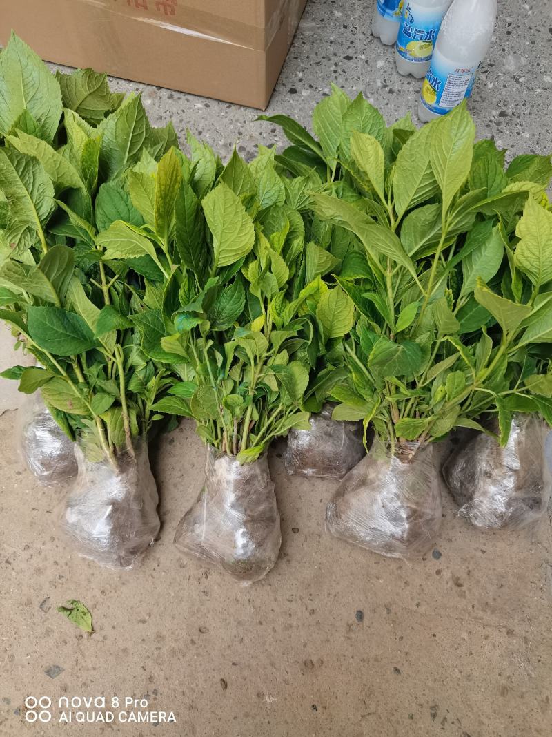 【热卖】八仙花绣球花地栽苗现挖现卖高度40左右