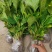 【热卖】八仙花绣球花地栽苗现挖现卖高度40左右