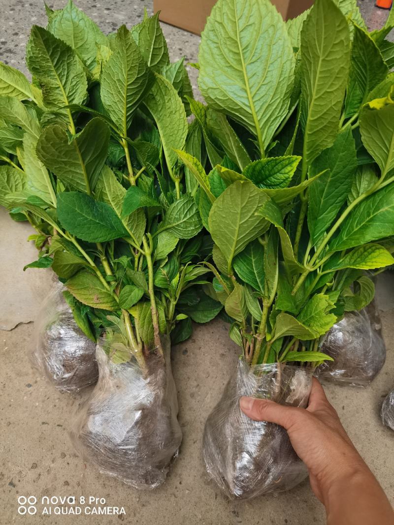 【热卖】八仙花绣球花地栽苗现挖现卖高度40左右