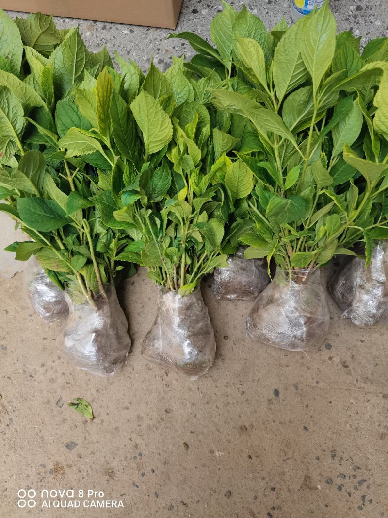 【热卖】八仙花绣球花地栽苗现挖现卖高度40左右