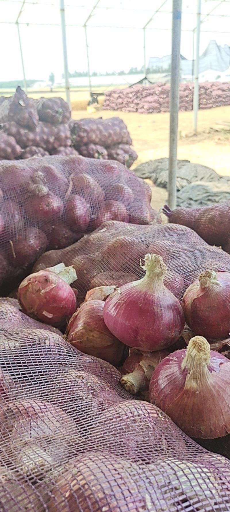 新紫皮洋葱大量供应，价格便宜，产地代收代发