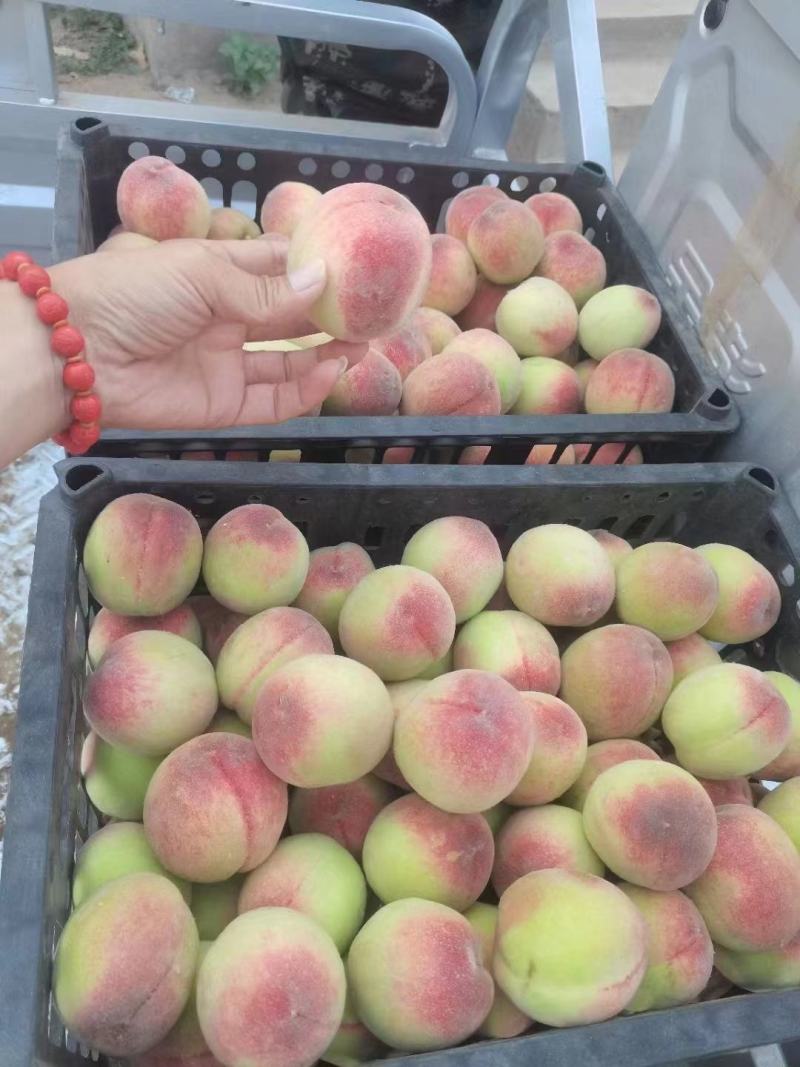 青红毛桃
