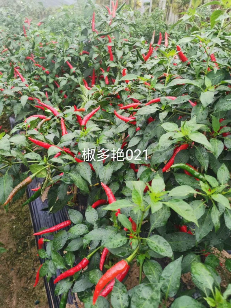 单生大果中早熟硬度好连续开花坐果强品质保证厂家发货
