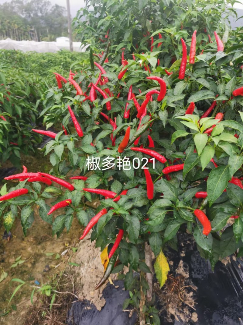 单生大果中早熟硬度好连续开花坐果强品质保证厂家发货