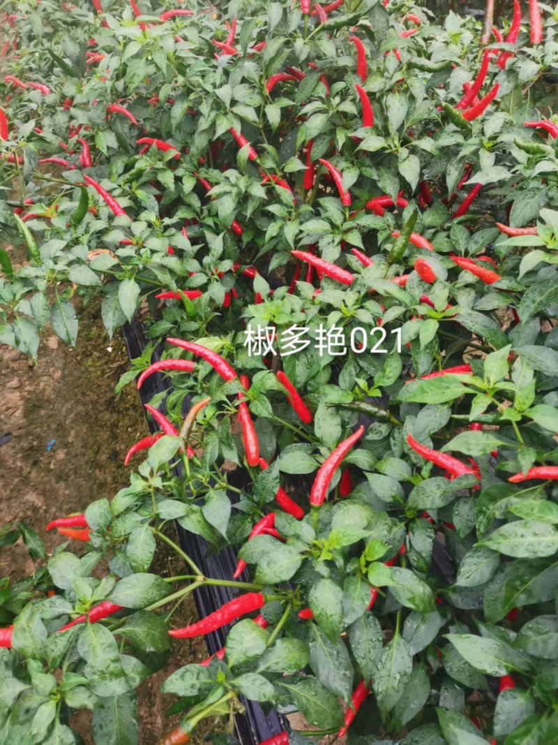 单生大果中早熟硬度好连续开花坐果强品质保证厂家发货
