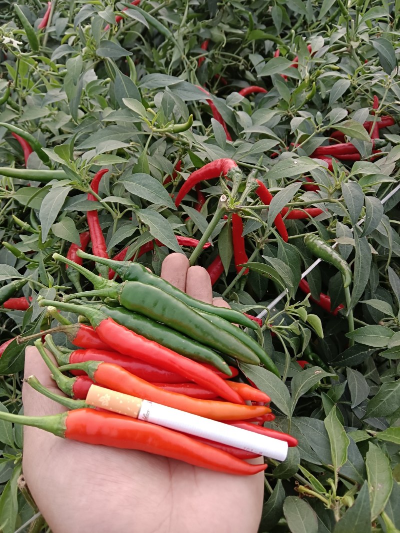 单生大果中早熟硬度好连续开花坐果强品质保证厂家发货