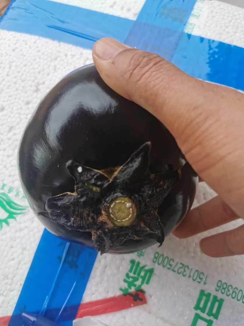 圆茄（徐闻县新品种）