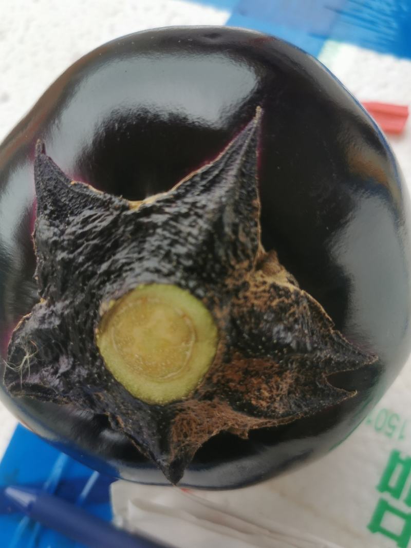 圆茄（徐闻县新品种）
