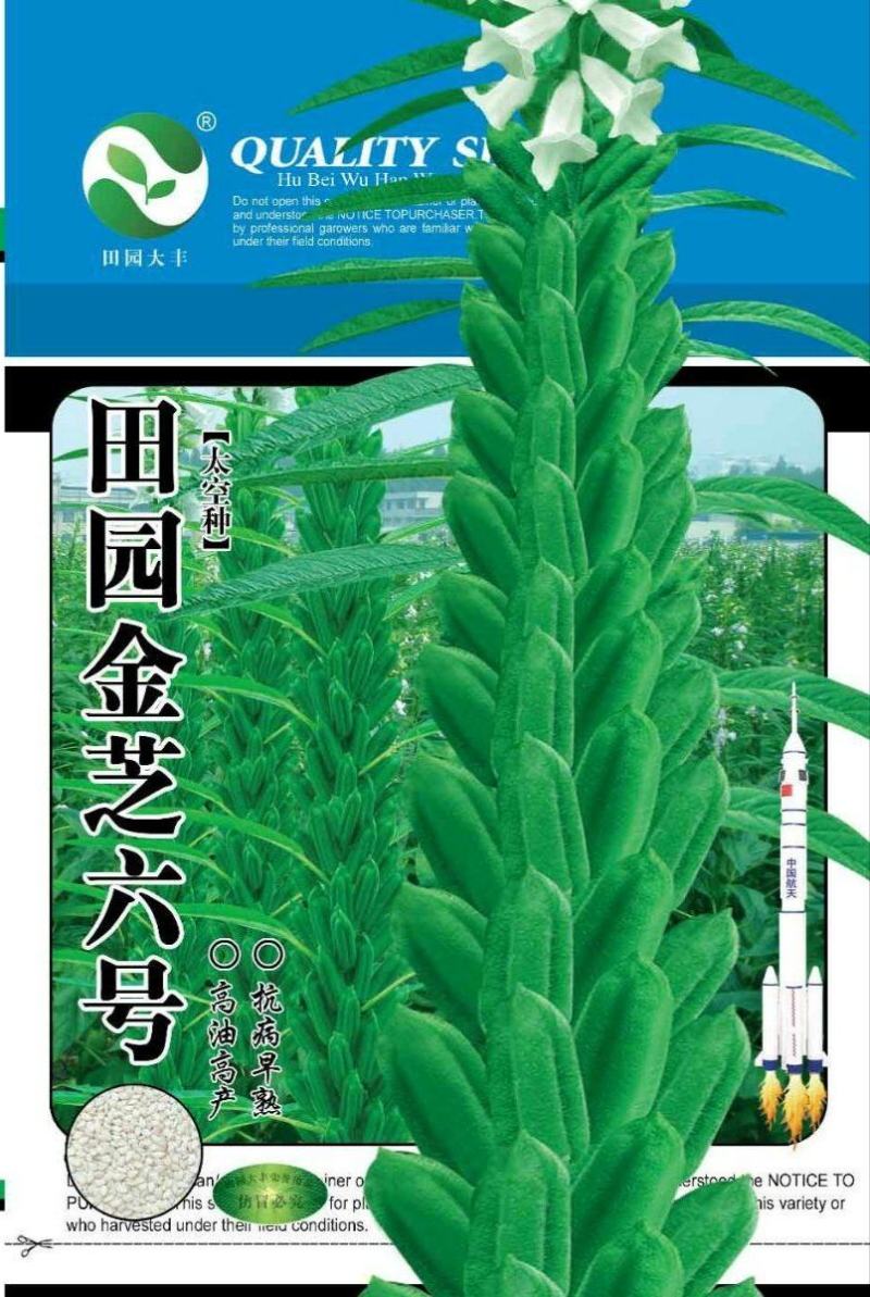 田园金芝六号芝麻种子