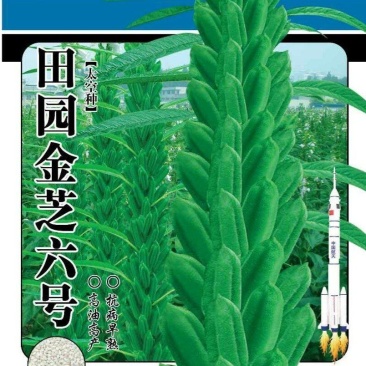 田园金芝六号芝麻种子