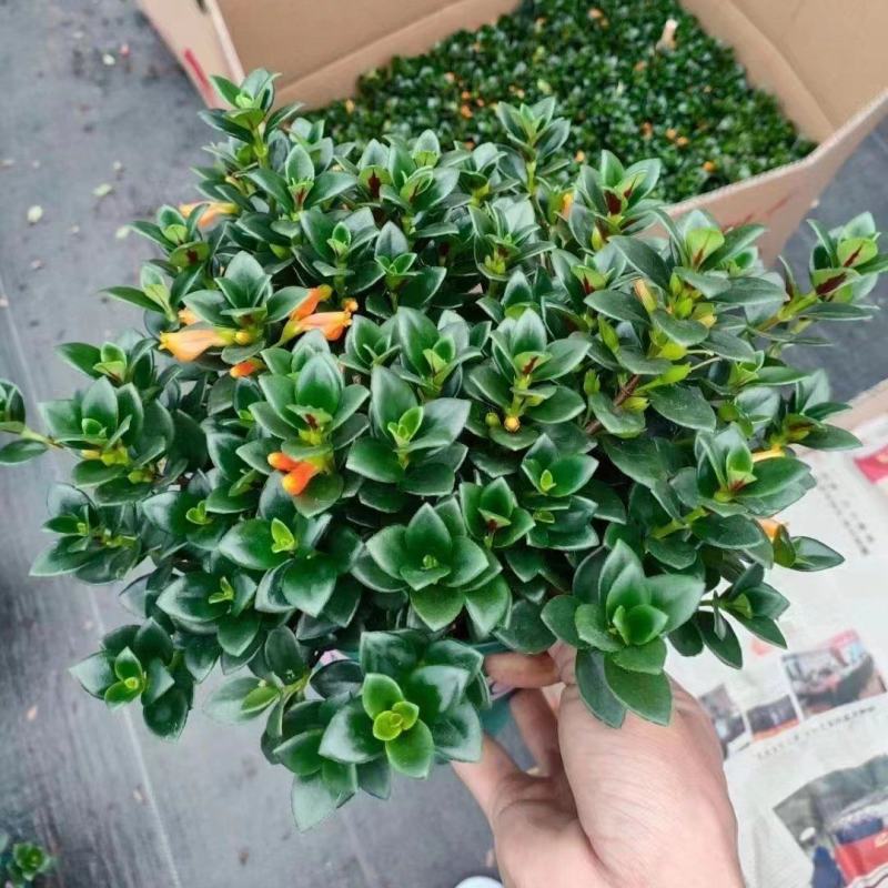 红圆杯金鱼花，八角杯金鱼花，金鱼草吊兰，红黄各种规格。