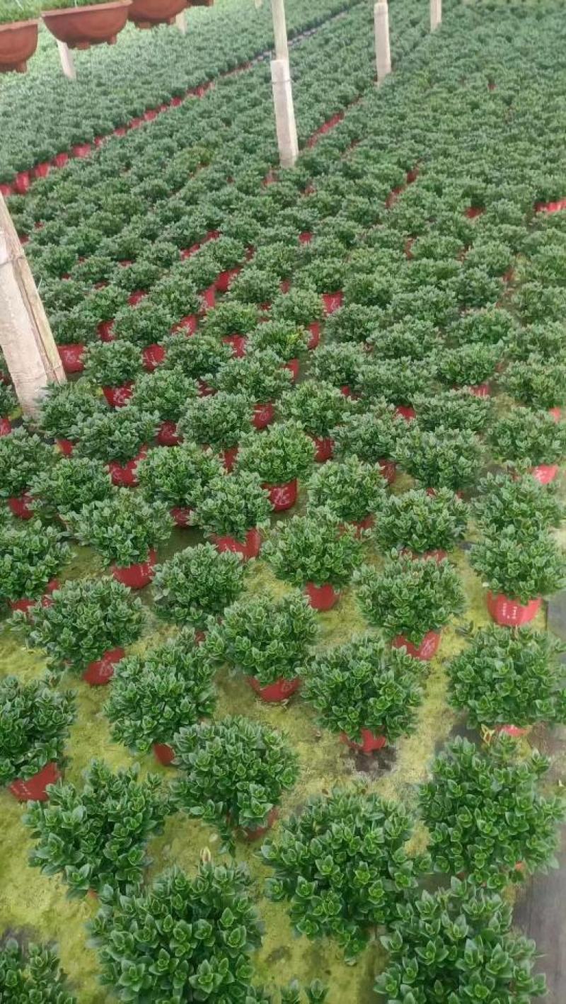 红圆杯金鱼花，八角杯金鱼花，金鱼草吊兰，红黄各种规格。