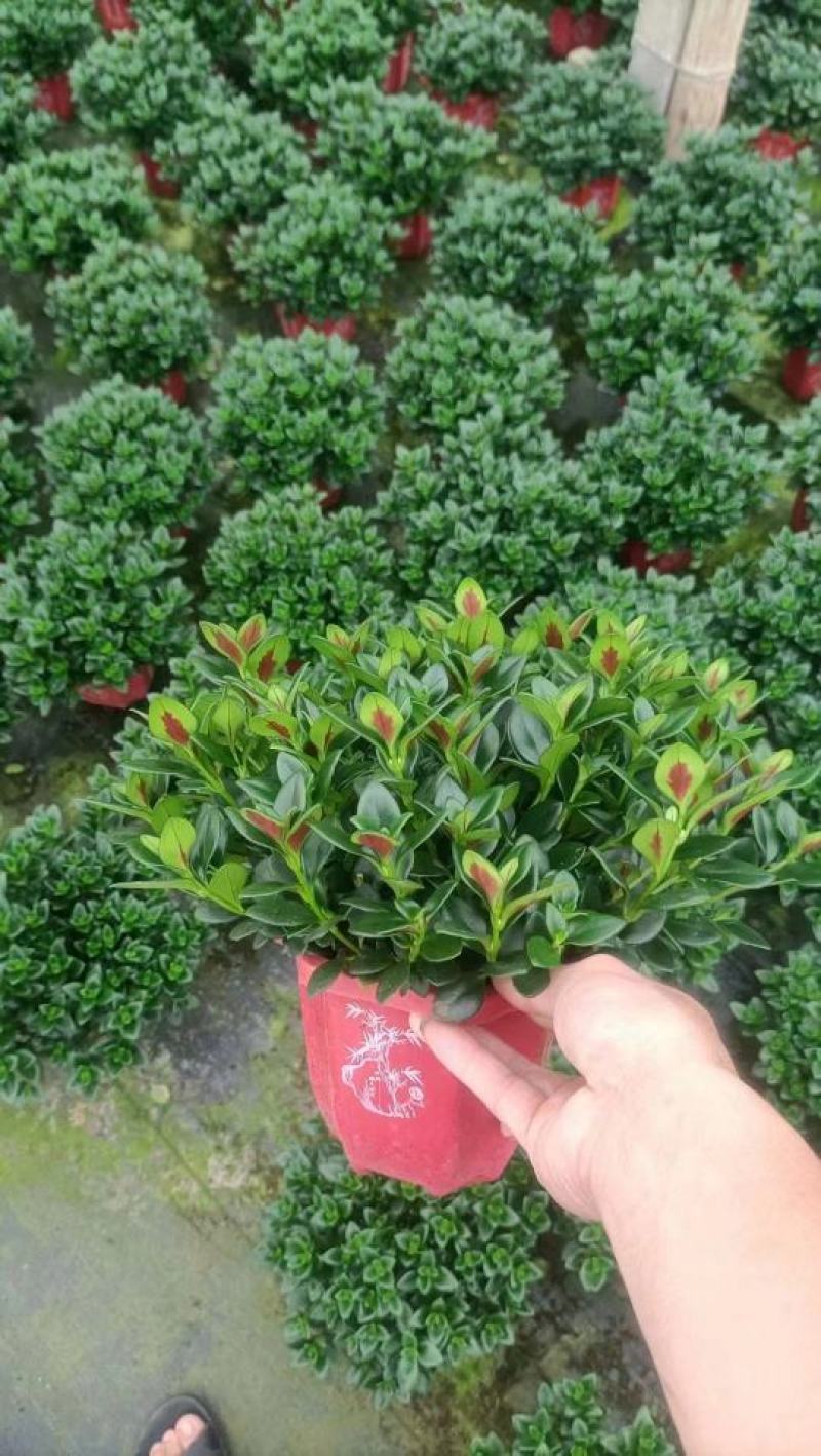 红圆杯金鱼花，八角杯金鱼花，金鱼草吊兰，红黄各种规格。