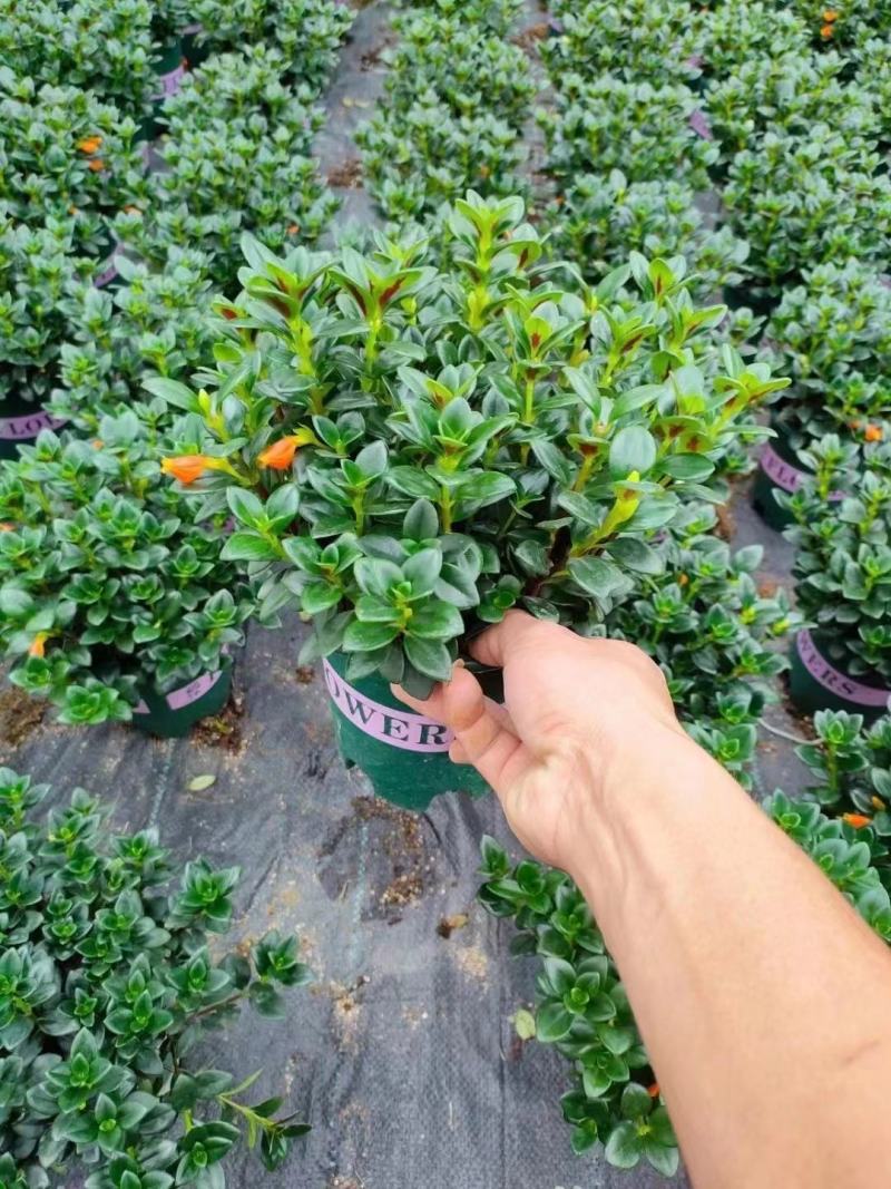 红圆杯金鱼花，八角杯金鱼花，金鱼草吊兰，红黄各种规格。