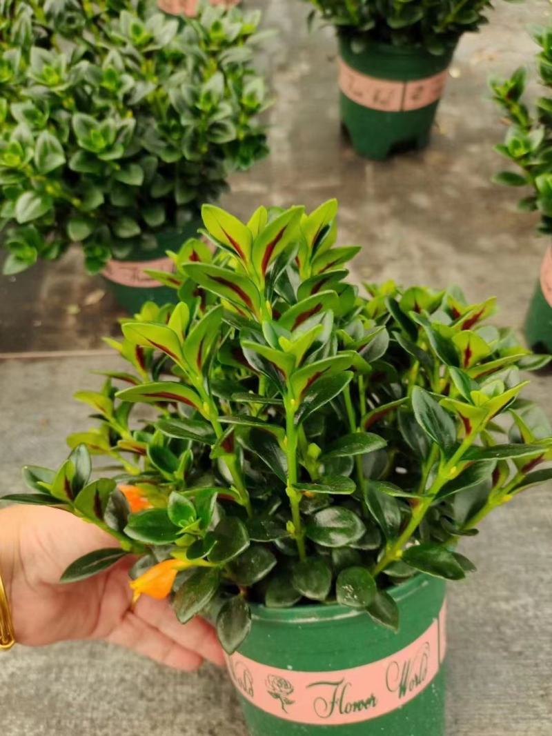 红圆杯金鱼花，八角杯金鱼花，金鱼草吊兰，红黄各种规格。