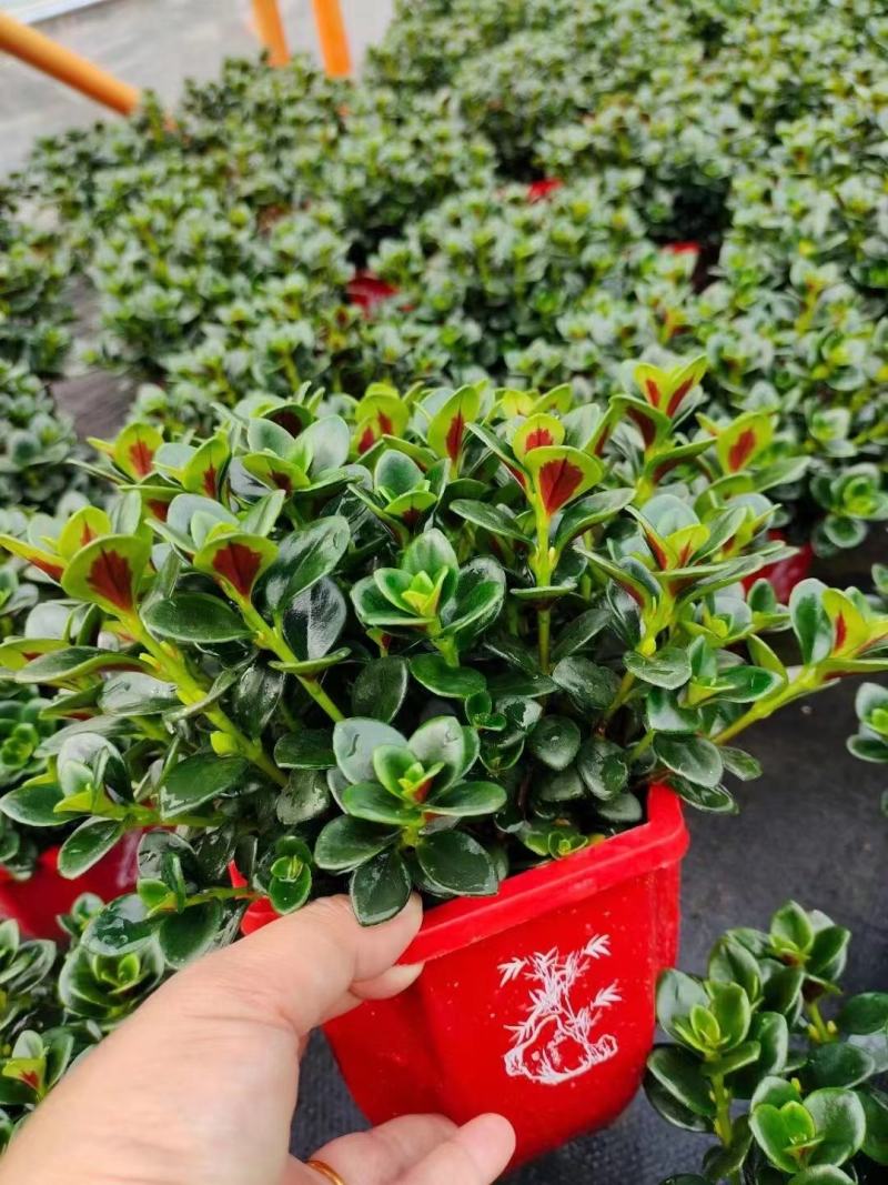 红圆杯金鱼花，八角杯金鱼花，金鱼草吊兰，红黄各种规格。