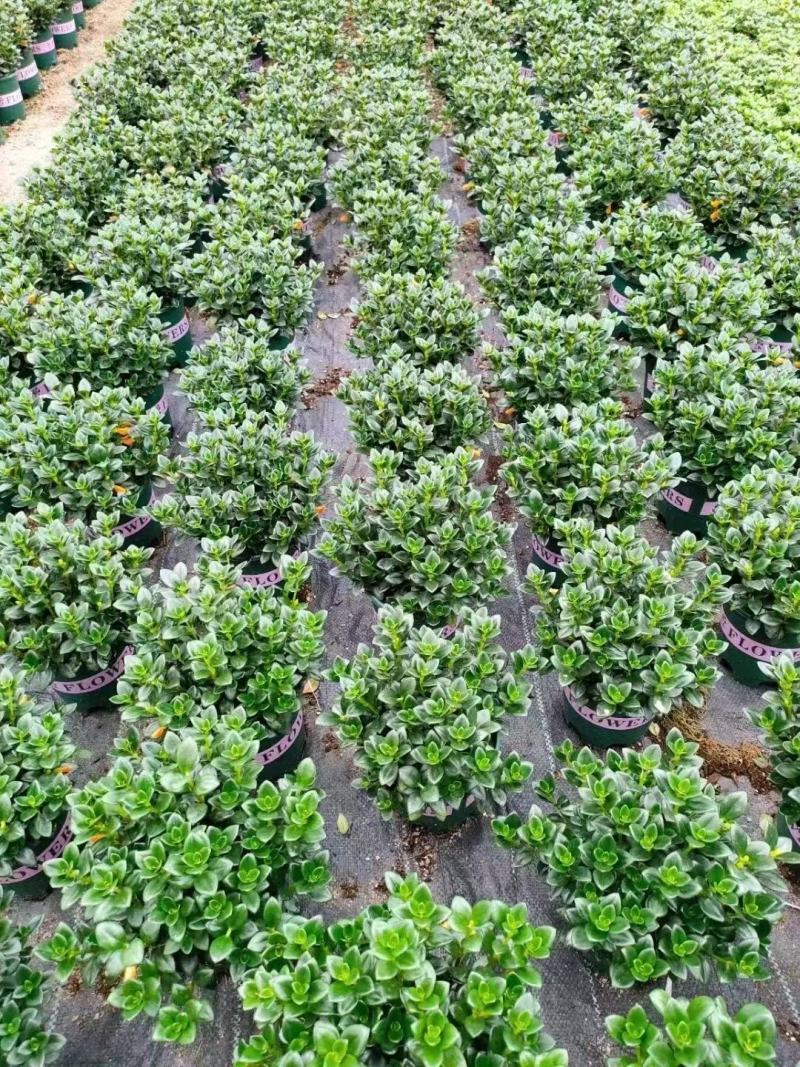 红圆杯金鱼花，八角杯金鱼花，金鱼草吊兰，红黄各种规格。