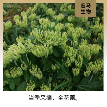 湖南山银花金银花湘蕾5号