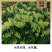 湖南山银花金银花湘蕾5号