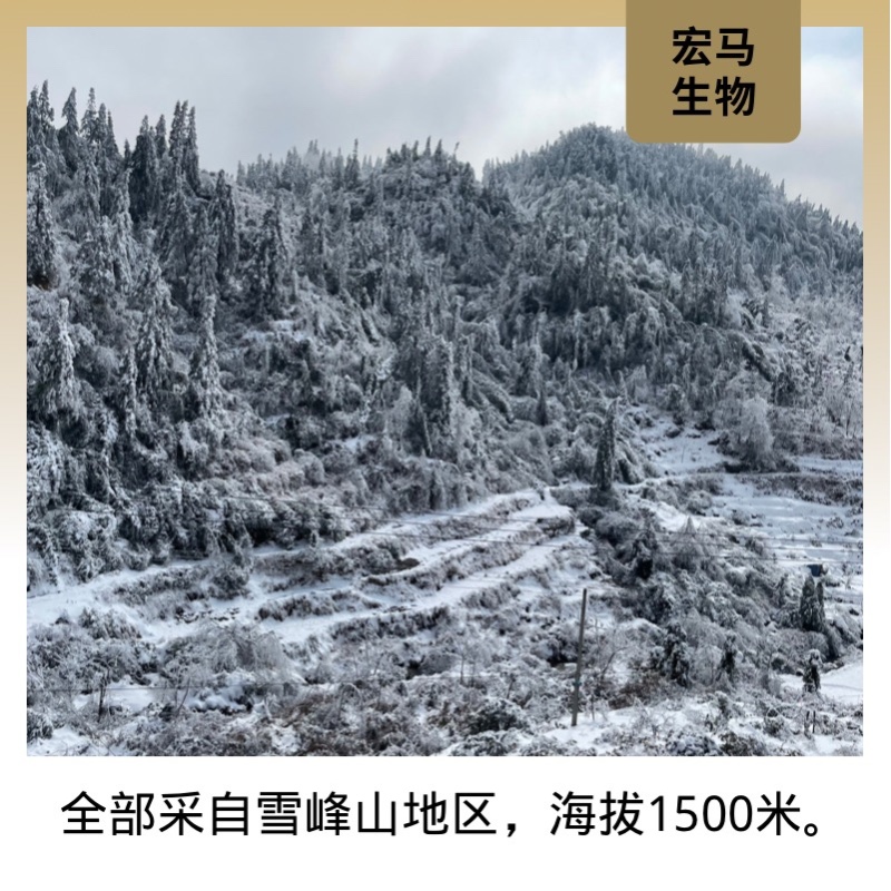湖南山银花金银花湘蕾5号