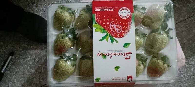 【产地直供】云南大棚四季草莓新鲜采摘可供烘焙超市电商市场