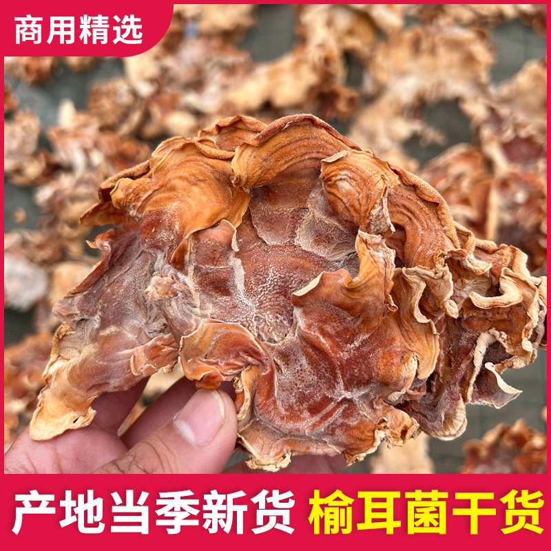 榆耳菌干货批发佛系素食榆菇灵芝菇黄金侧耳榆蘑菇火锅食材