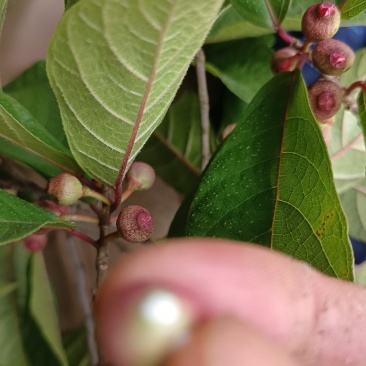 白花牛奶根