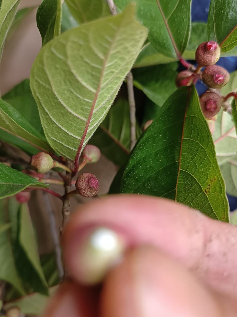 白花牛奶根