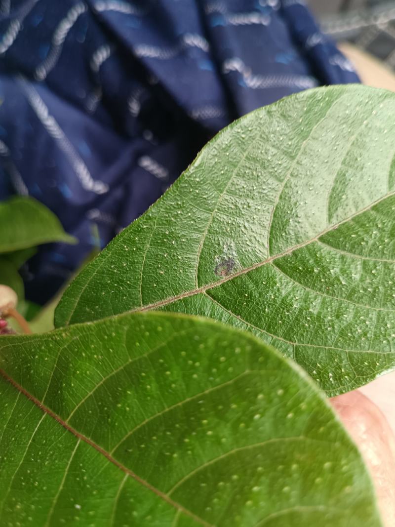白花牛奶根