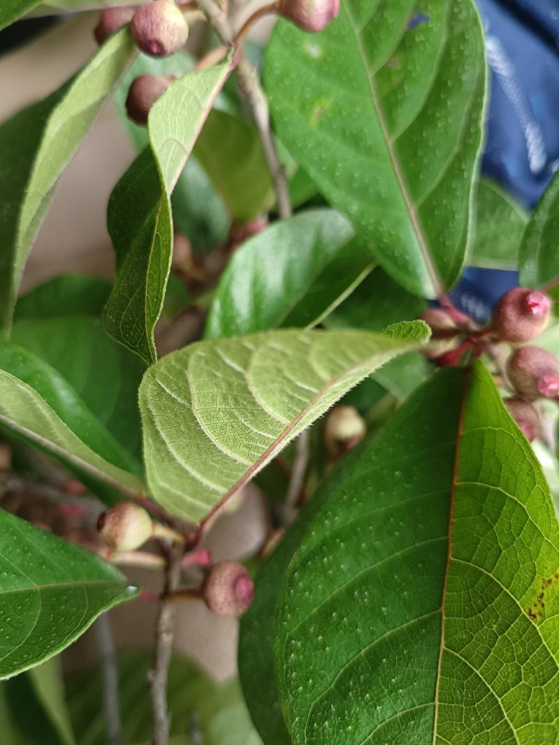 白花牛奶根