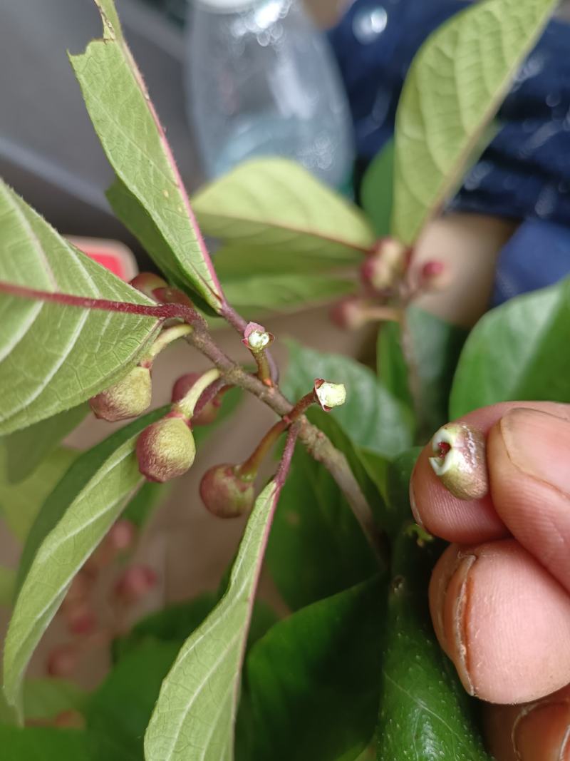 白花牛奶根