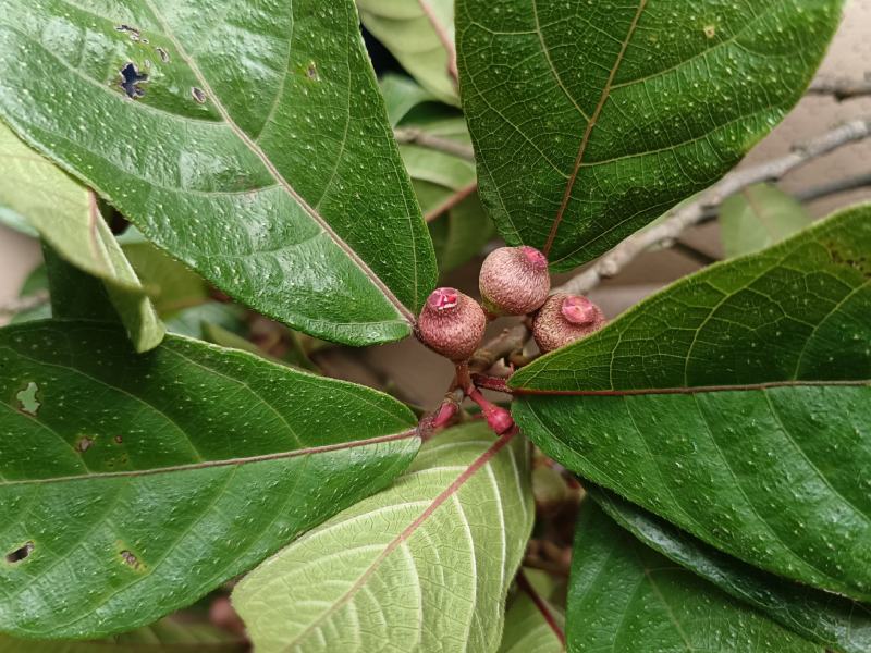白花牛奶根