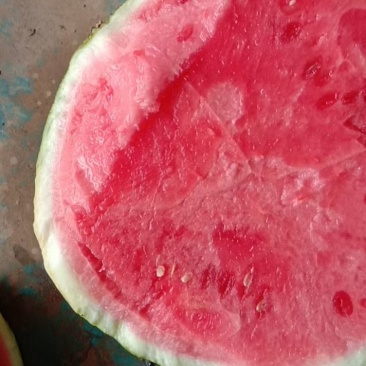 正宗夏宝夏县，无子夏乐夏宝大田西瓜大量上市保质保量