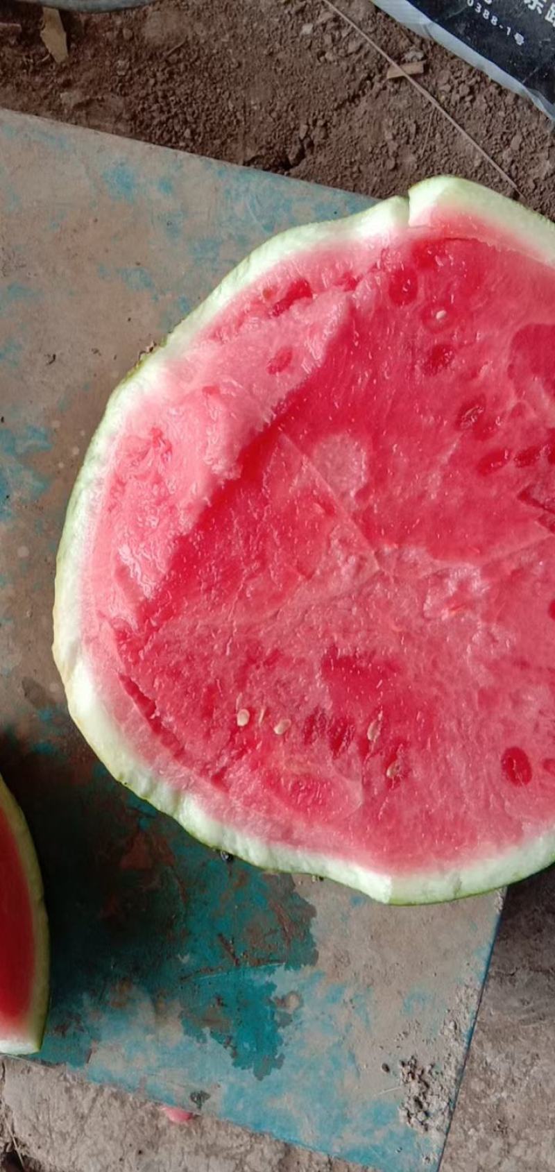 正宗夏宝夏县，无子夏乐夏宝大田西瓜大量上市保质保量