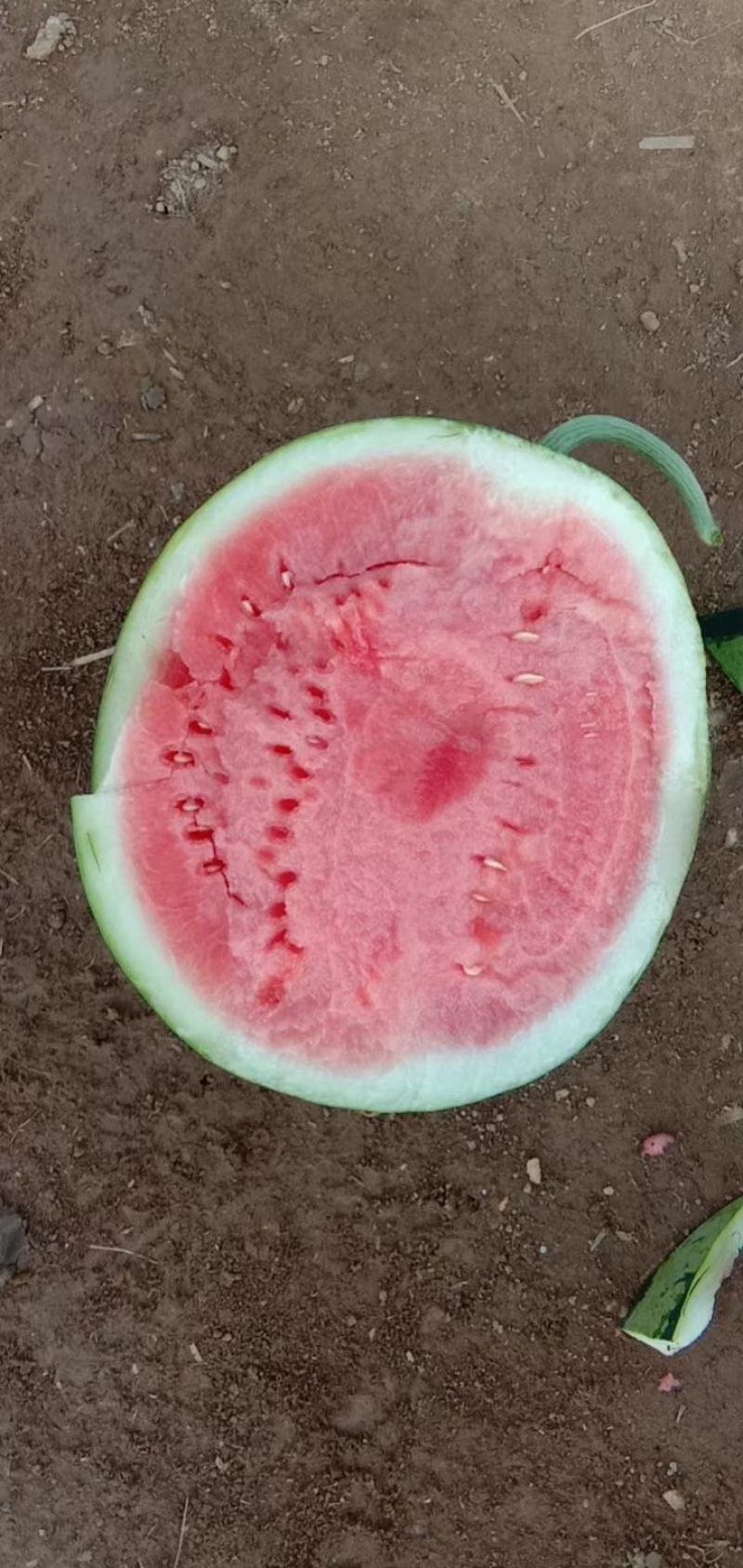 正宗夏宝夏县，无子夏乐夏宝大田西瓜大量上市保质保量