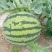 正宗夏宝夏县，无子夏乐夏宝大田西瓜大量上市保质保量