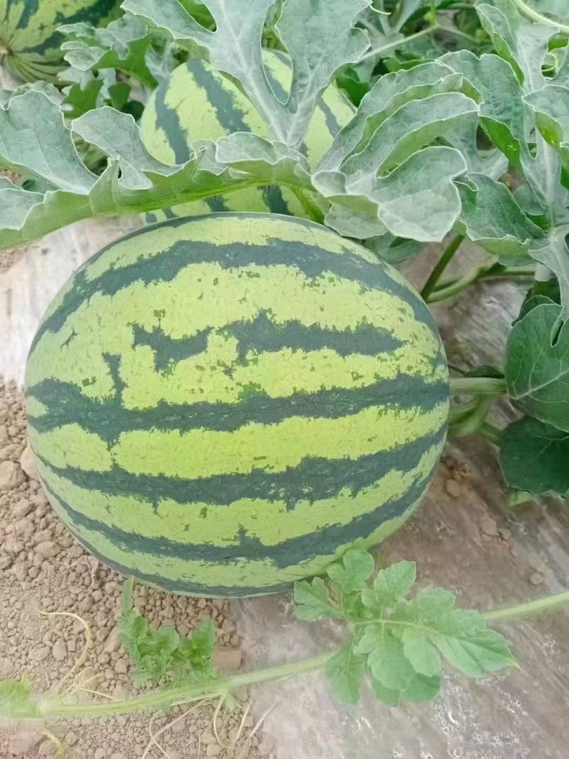 正宗夏宝夏县，无子夏乐夏宝大田西瓜大量上市保质保量