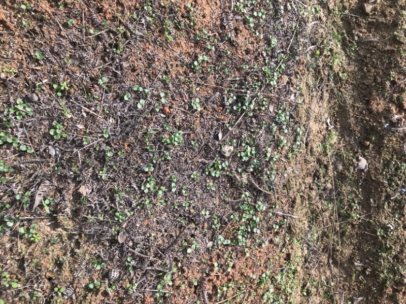 草珊瑚苗，草珊瑚种苗，九节风种苗，苗圃直销籽拨苗