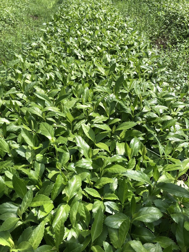 草珊瑚苗，草珊瑚种苗，九节风种苗，苗圃直销籽拨苗