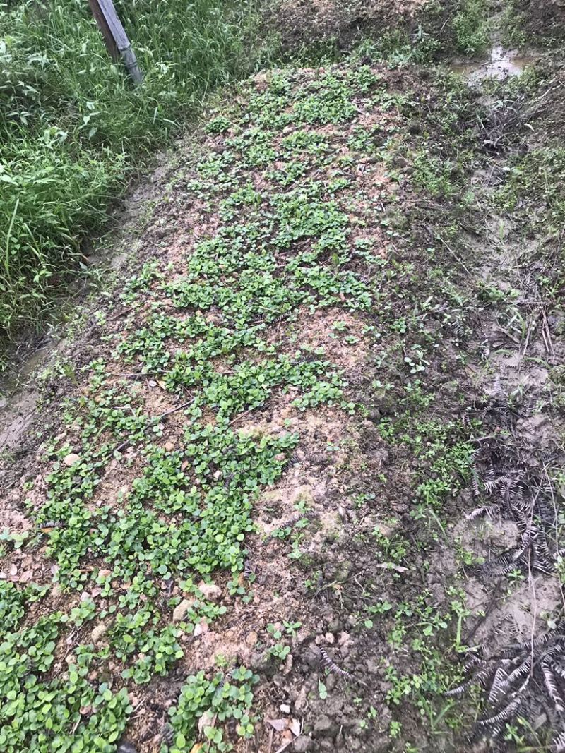 草珊瑚苗，草珊瑚种苗，九节风种苗，苗圃直销籽拨苗