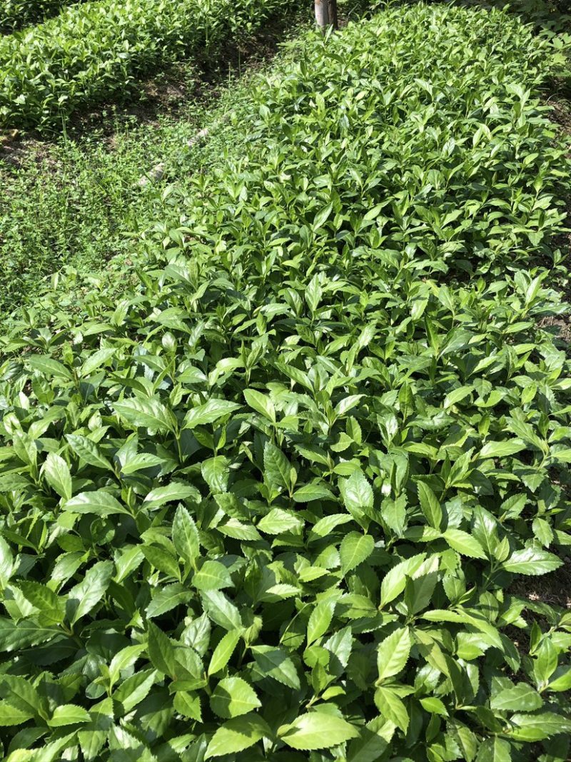 草珊瑚苗，草珊瑚种苗，九节风种苗，苗圃直销籽拨苗