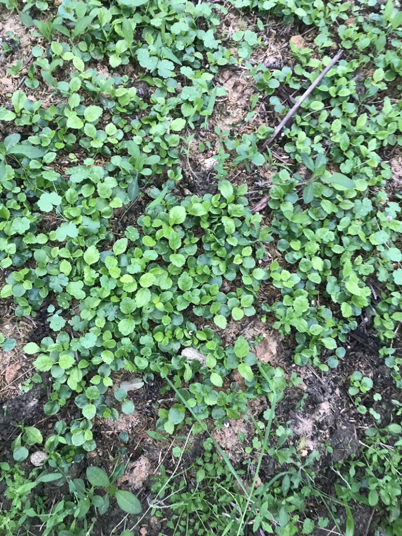 草珊瑚苗，草珊瑚种苗，九节风种苗，苗圃直销籽拨苗