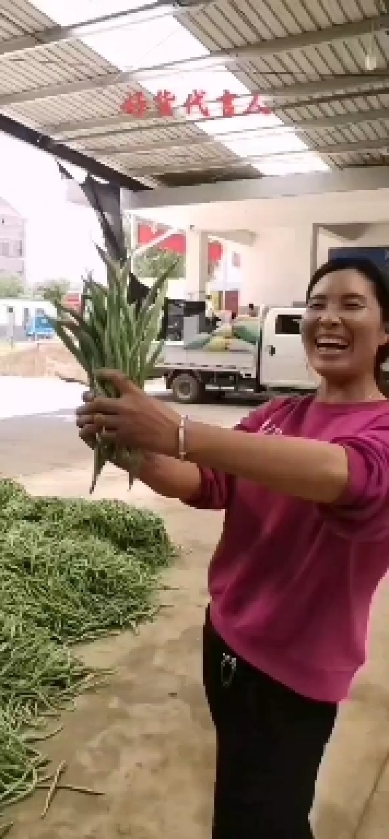 精品豆角，脱水豆角